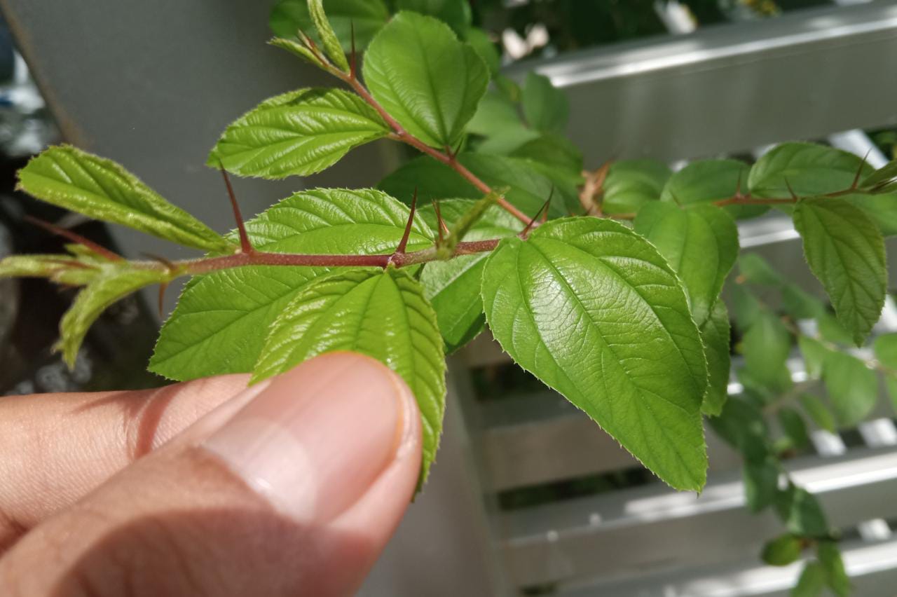 Manfaat Daun Bidara untuk Kesehatan